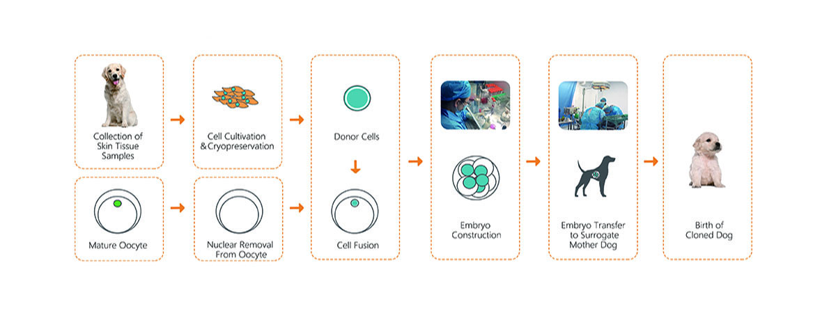 dog_cloning_process_chart.jpg